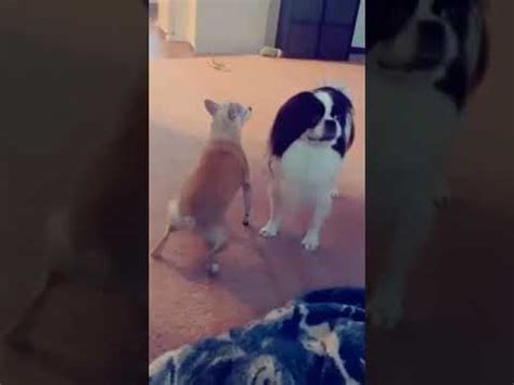 dancing dogs tiktok